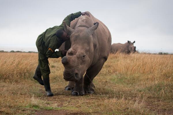 HelpingRhinos's tweet photo. #ThrowbackThursday Fatu, one of only 2 female northern white rhinos and her keeper Mohammed. June 2014 #AdoptARhino https://t.co/aKPIGtT38z https://t.co/Ks9hcNf694
