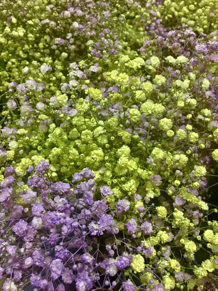 villa_benavente's tweet photo. #PruebasDeDecoración #Spring #Primavera #Dosmil17 #Green #Purple #Verde #Morado #Paniculata #VillaDeBenavente #EventosConEncanto #HotelVilla https://t.co/IR7ZaW3K82