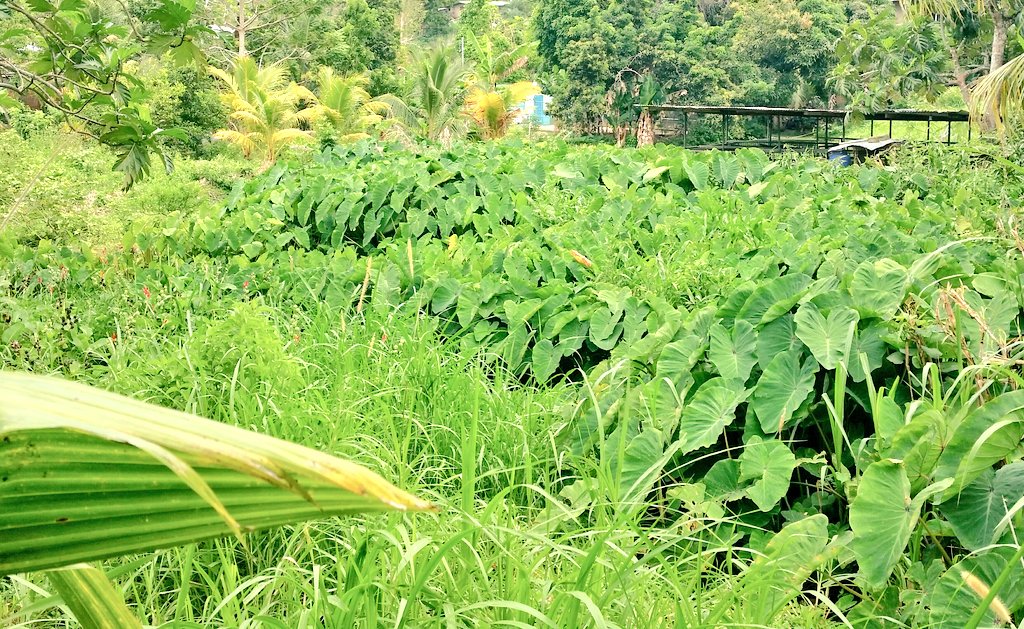 WanderOne's tweet photo. Yesterday we visited family with farmland in a #Tobago valley. A nice break from the heat and oh so green! #travel #gotrinbago https://t.co/NAuUtSggUN