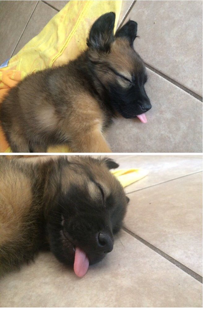 German Shepherds tweet media