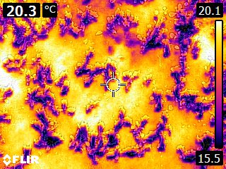 iEKbase's tweet photo. Thermal IR Imaging of Soil Surface for Temperature Calibration for i-ekbase, baby plants are 10-20 deg cooler than surface. https://t.co/NyDp2Ia5dB