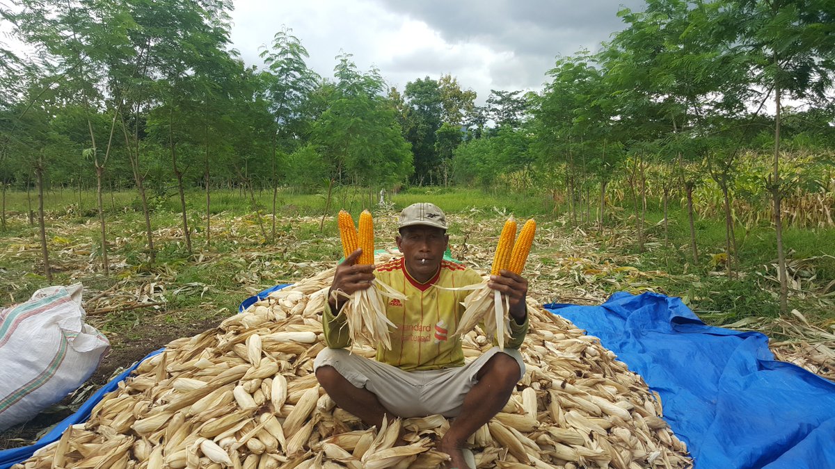 DahlanUNRAM's tweet photo. #NTBAgribusiness Dompu IFSCA: plenty of leucaena to feed cattle and good corn harvest in the laucaena-corn alley cropping system https://t.co/RQDQVd5Wj8