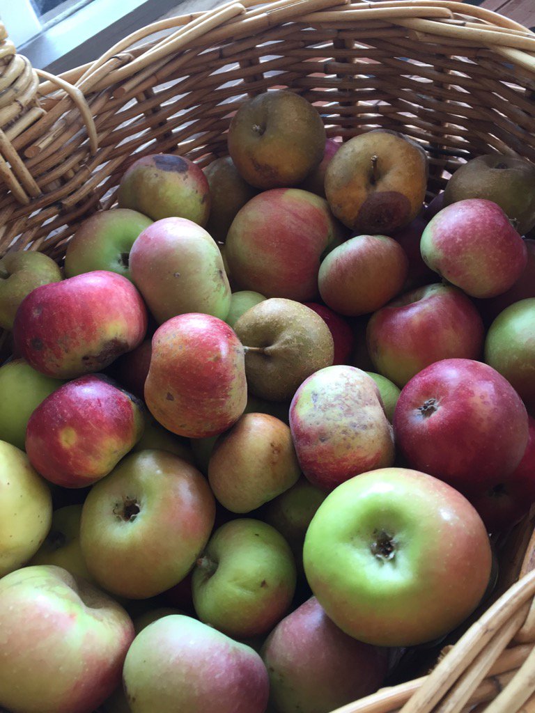 Could these be next Heritage varieties for our Secret Seven cider? <a href="/CheekyGrog/">Cheeky Grog Co</a> #blossomtobottle #australiancider