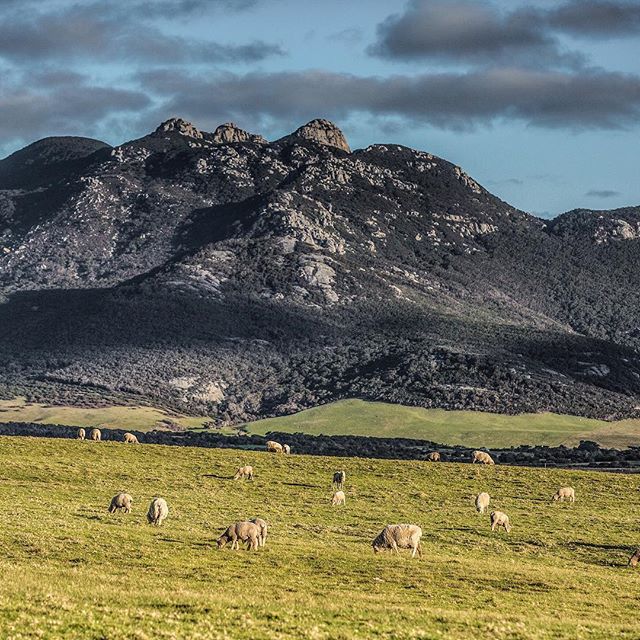FlindersFresh's tweet photo. Love this afternoon drive-by! Even better catching the afternoon light on Mt Strzelecki #flindersilfe #happysheep #tasmania #whataview https://t.co/M7E2F8hl04