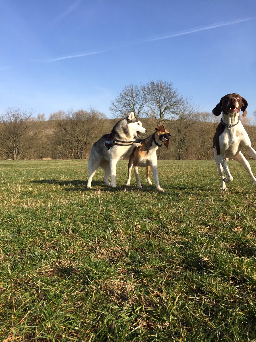 YquemHusky's tweet photo. Action in the neighborhood #huskylife #huskyyquem #yquem https://t.co/KxenjHLTim