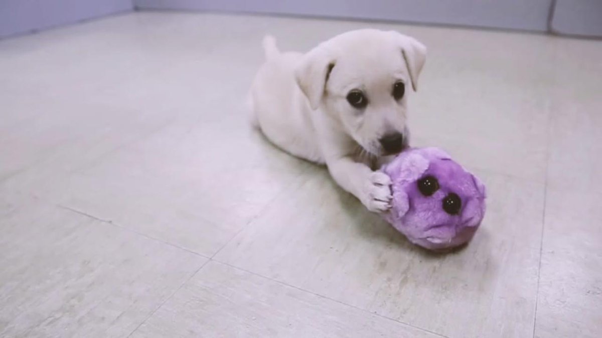 MEric_Ent's tweet photo. chicagonewsnow: It's cuteness overload on National Puppy Day https://t.co/dVMRRAeMGP #chicago https://t.co/Z5r8pnvkx8