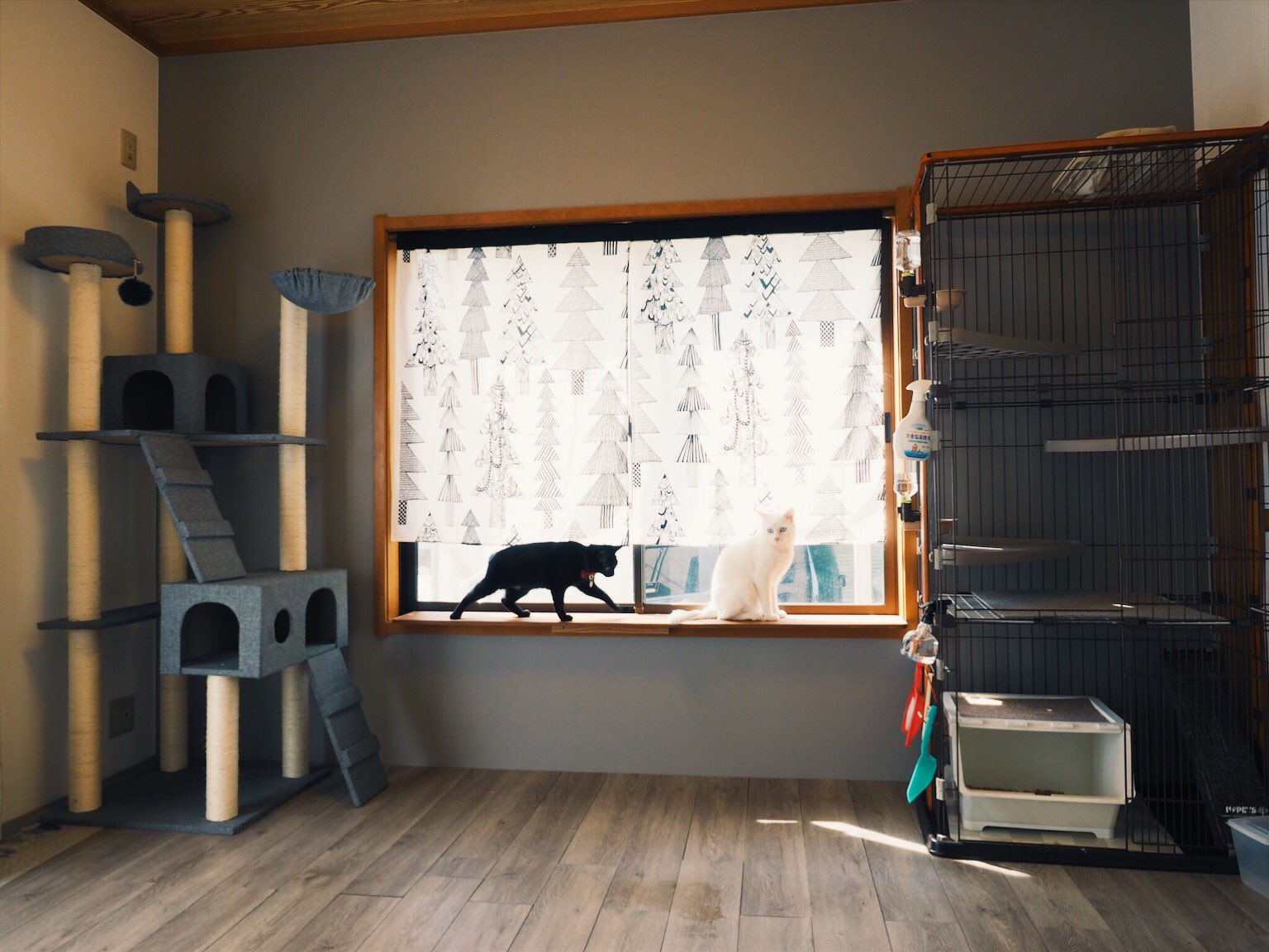 yuiii猫6匹 on Twitter &quot;猫部屋の出窓が完成ー！元々和室だったから障子がついてたんだけど、障子外して猫が日向ぼっこできる様