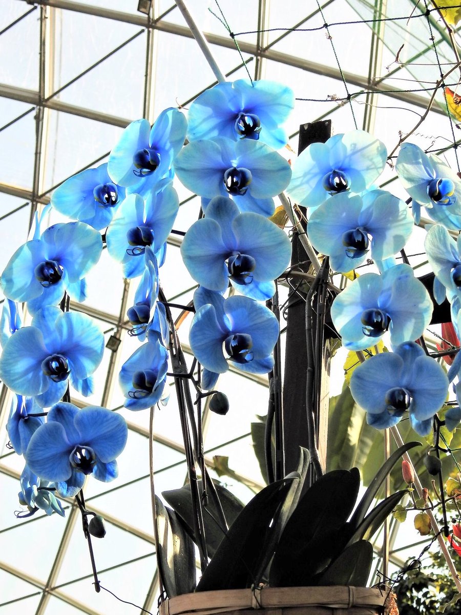 Conniemus0ran's tweet photo. #PPagent #PPaged #PPag RT
https://t.co/RRoBuPUjlK
May your springtime be gorgeous didoni @utamiha25796ib (ur flowers R certainly beautiful:) https://t.co/mVCKMzf0S0