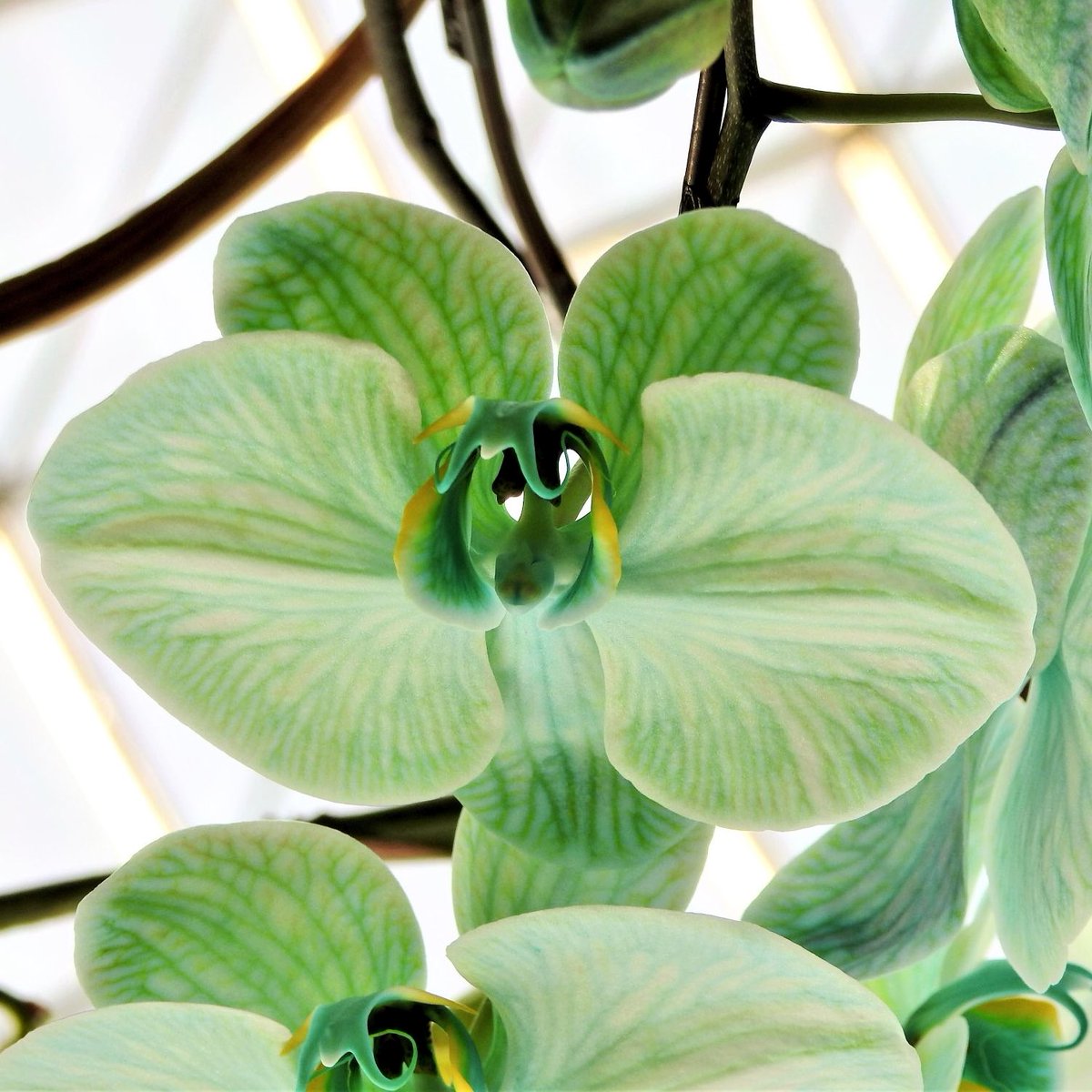 Conniemus0ran's tweet photo. #PPagent #PPaged #PPag RT
https://t.co/RRoBuPUjlK
May your springtime be gorgeous didoni @utamiha25796ib (ur flowers R certainly beautiful:) https://t.co/mVCKMzf0S0