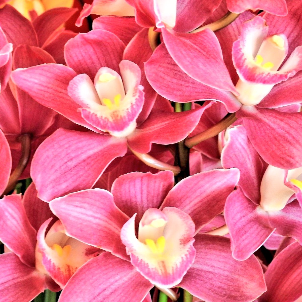 Conniemus0ran's tweet photo. #PPagent #PPaged #PPag RT
https://t.co/RRoBuPUjlK
May your springtime be gorgeous didoni @utamiha25796ib (ur flowers R certainly beautiful:) https://t.co/mVCKMzf0S0