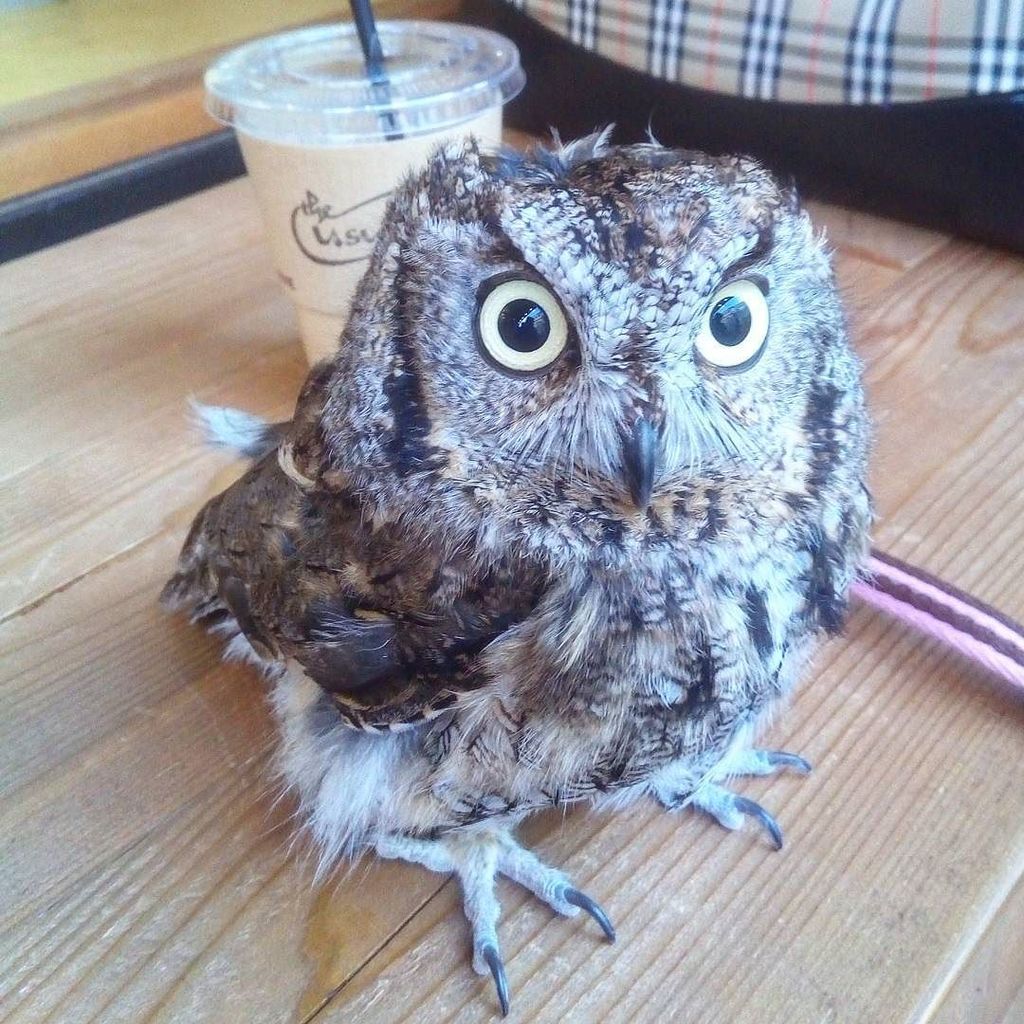 azumi75jp's tweet photo. 休憩中😄 resting in #cafetheusual
#チャイティーラテ #アイス #下北沢 #さんぽ #桜 まだ😅 #フクロウ #ニシアメリカオオコノハズク #ふくろう … https://t.co/m1lKgiXldR https://t.co/abN3ODQhqW