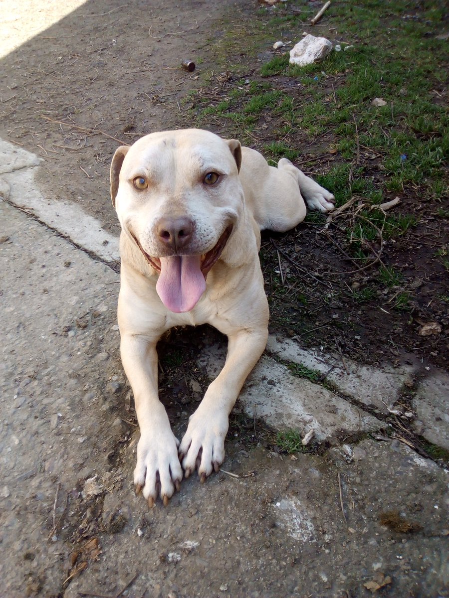 Florin Becican tweet media