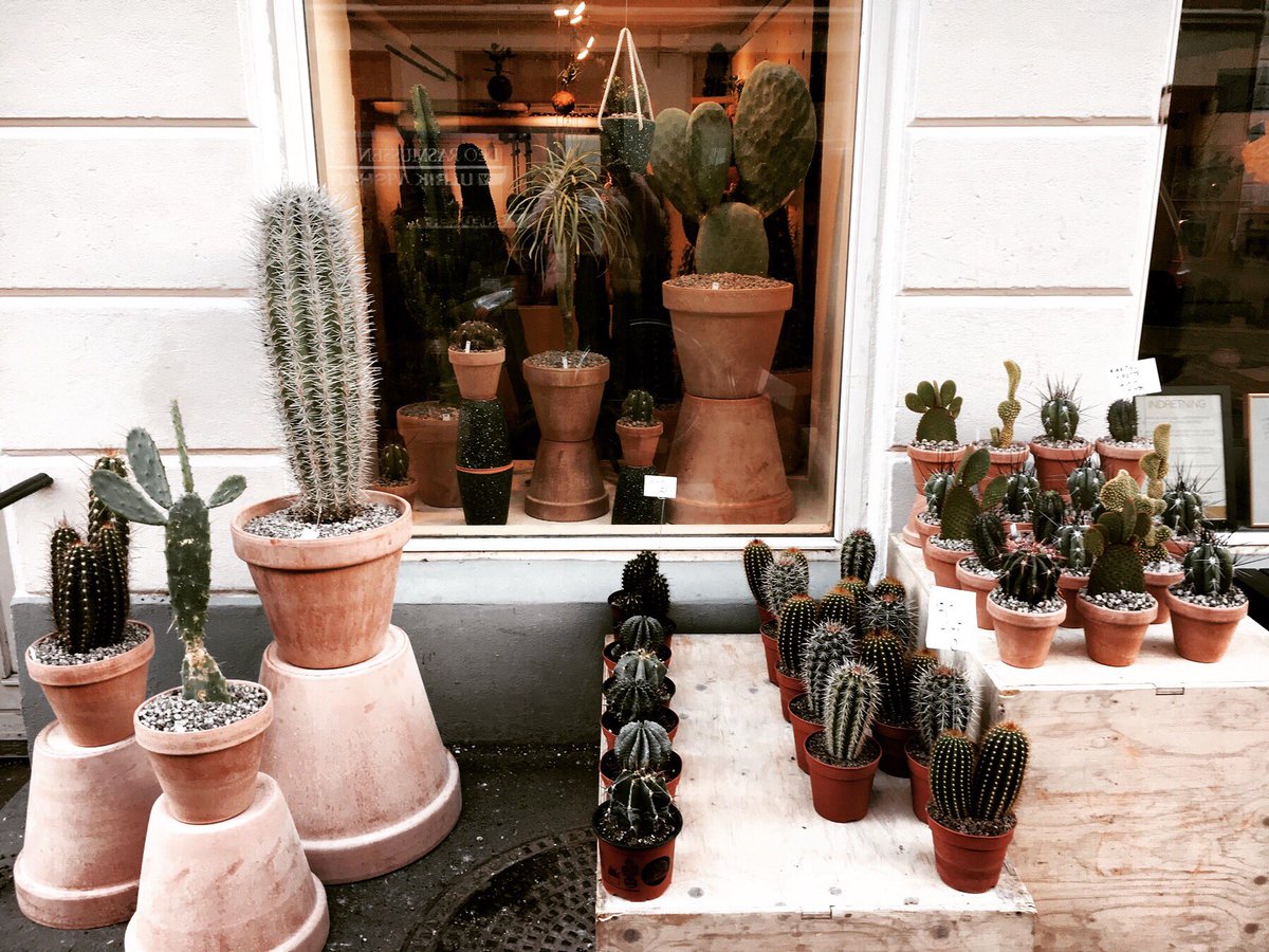 Here at TLS we LOVE greenery!! You can imagine how excited we were about stumbling upon this fantastic shop dedicated purely to Cacti!