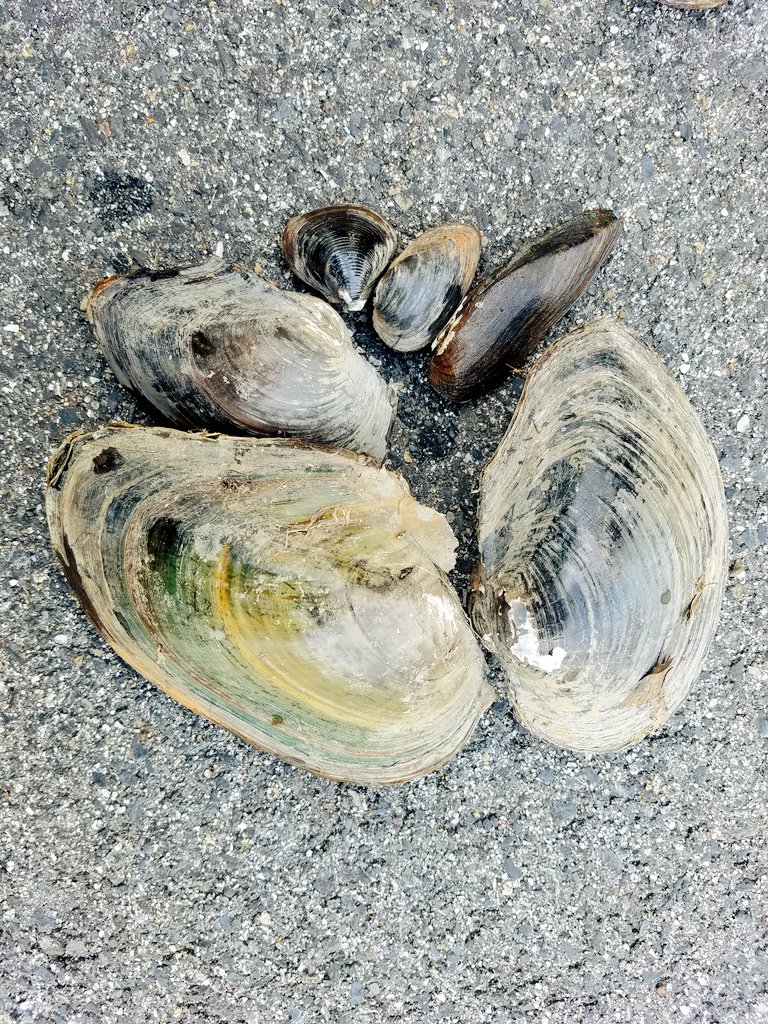 駒井健也 على تويتر 今日の泥地の貝たち ちなみにイシガイ約7割 小さい順にタニシ 隠れた シジミ イシガイ ササノハガイ ダブ貝 中 ダブ貝 大 カラス貝 これでもシジミ大きめだけどタテボシばかり とりあえず全部食べる 年の更新後の博物館にはない