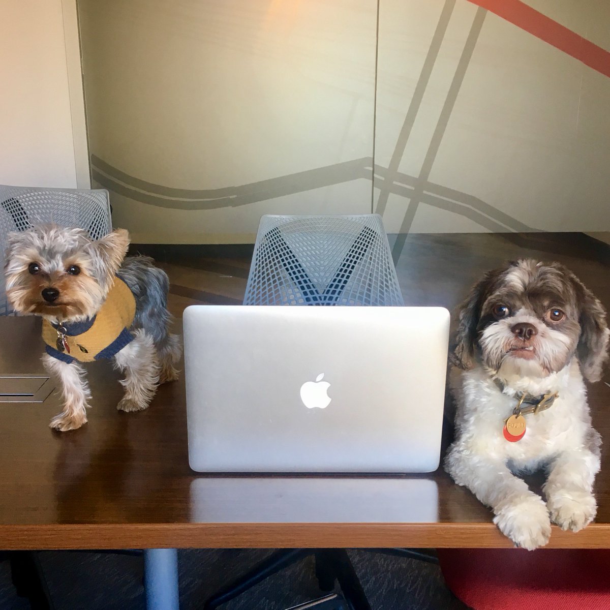 pinchsocial's tweet photo. Who run this motha? DOGS! We'd be lost without these guys calling the shots. From our pups to yours, happy #NationalPuppyDay! https://t.co/ykQAkUKhUr