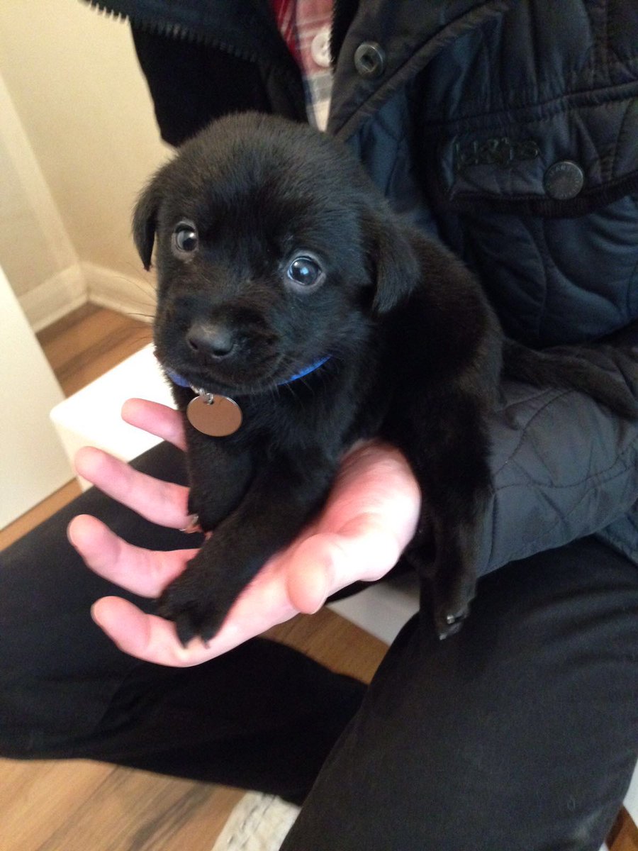 lidz_2000's tweet image. Missing my handsome boy on #NationalPuppyDay as he is holidaying in Wales while we have our kitchen done