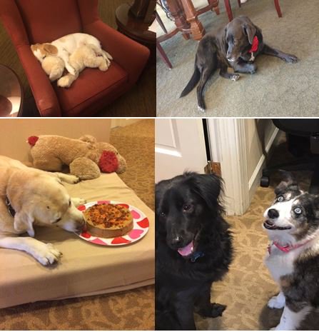 SunriseSrLiving's tweet photo. Happy #NationalPuppyDay from all of our Sunrise pups
to yours! #AdoptDontShop #DogsOfSunrise https://t.co/dlsvlIvMBv