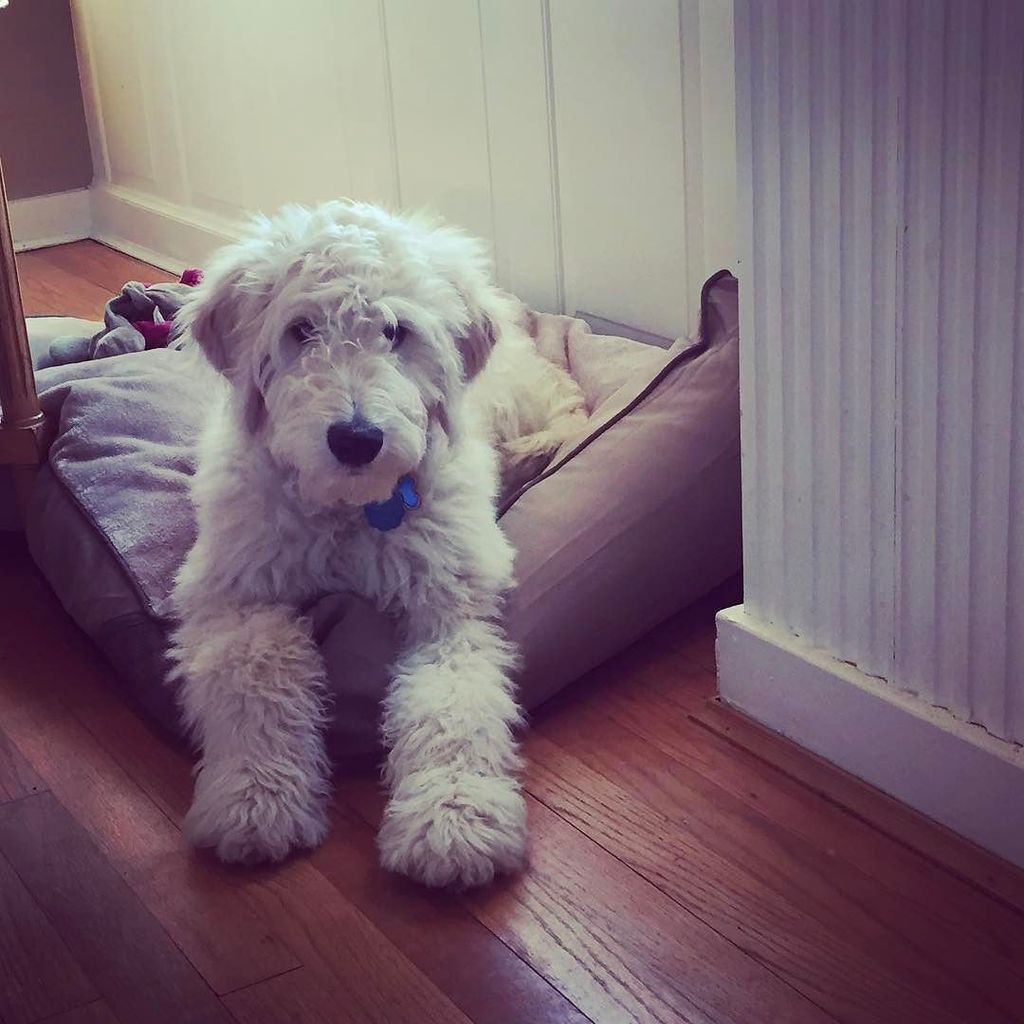 opbarks's tweet photo. Puppy fluff in honor of #nationalpuppyday #yeahitsathing 🏳️🌈🐶🇺🇸 https://t.co/gUUoeDWolB https://t.co/qODRpYhfrA