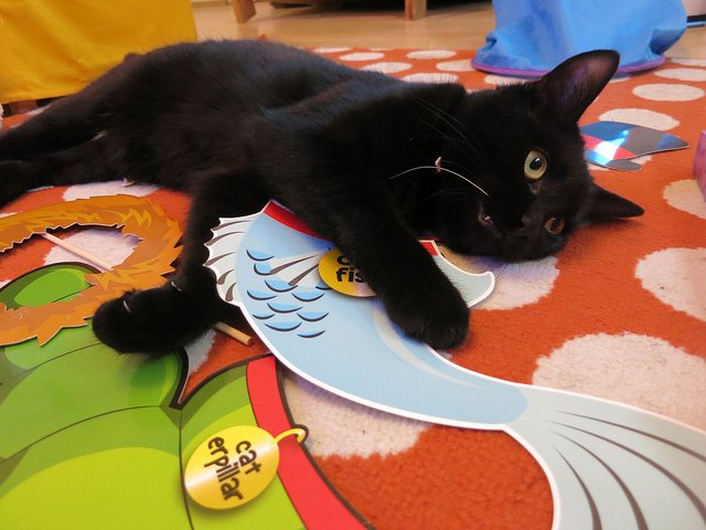 oxmeinfo's tweet image. See you next week for #OAhour @ApprenticeShep! #OxmeKitty