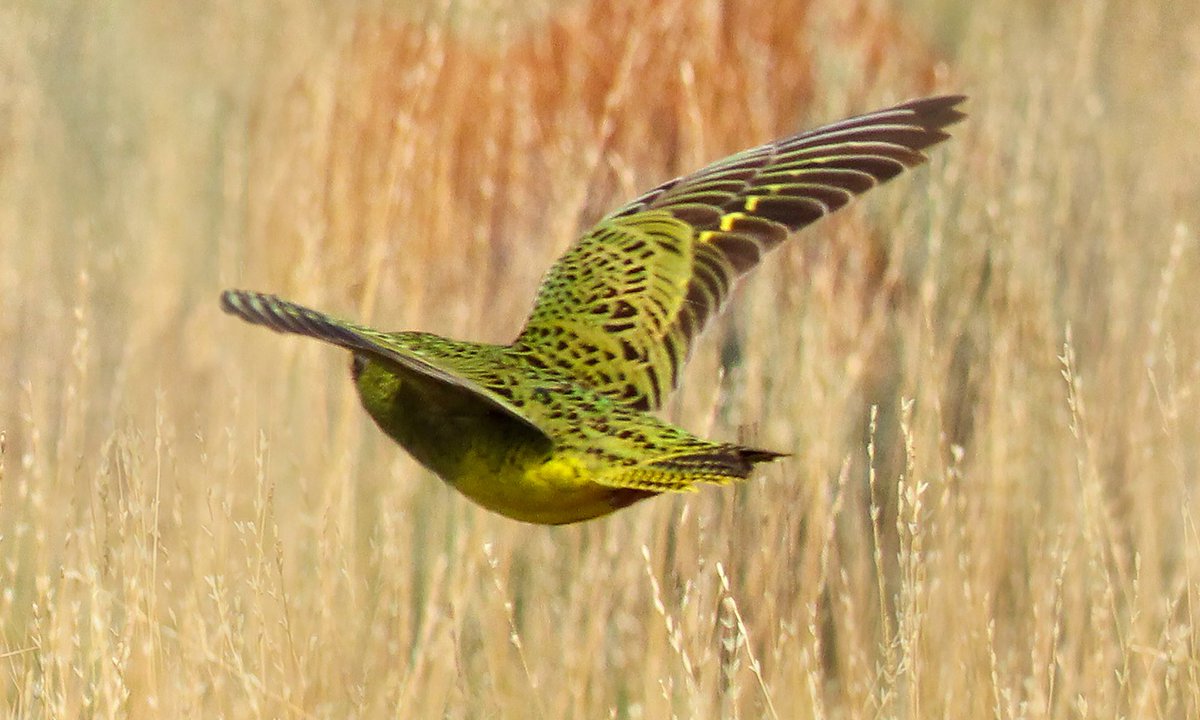 Good news from Down Under - Night Parrot sighted in Western Australia for the first time in nearly a century: bit.ly/2mUnDtv