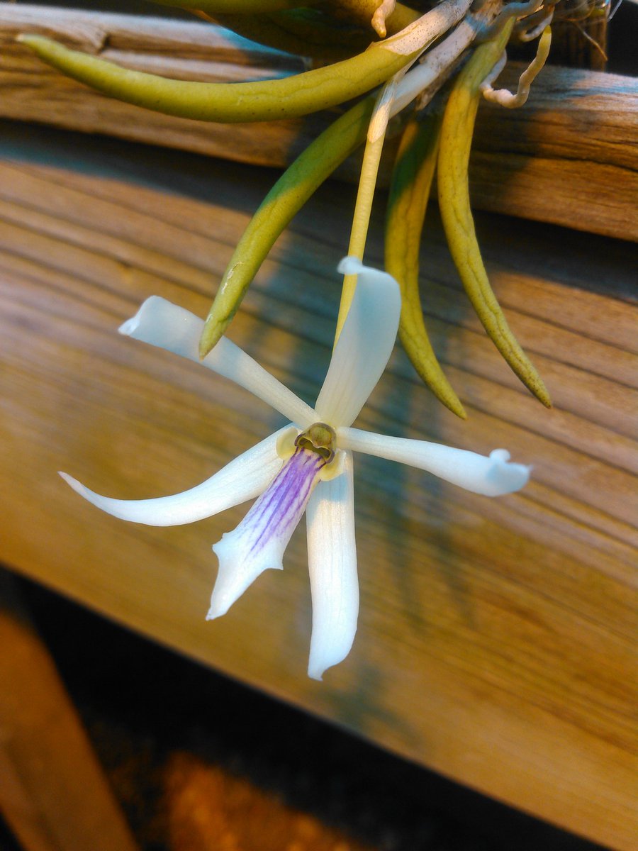 asplenium22's tweet image. Leptotes bicolor #orchids #species