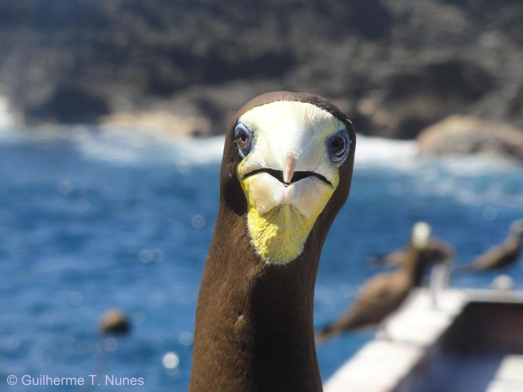 EcographyJourna's tweet photo. When Bergmann's rule fails! https://t.co/Ywo6KRqa7I #Bergmannsrule #seabird #brownboobies #oceanography #GLM #chlorophyllα #birds @gtnbiomar https://t.co/qH0UK5cKht