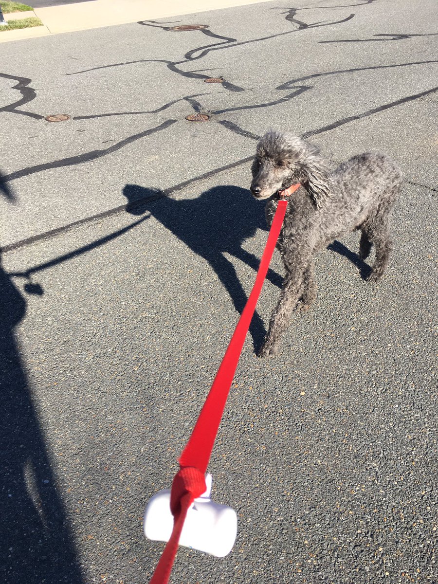 HotFlashFinds's tweet photo. Prancing Poodle#GMWpuppy https://t.co/87ui8k6AYb