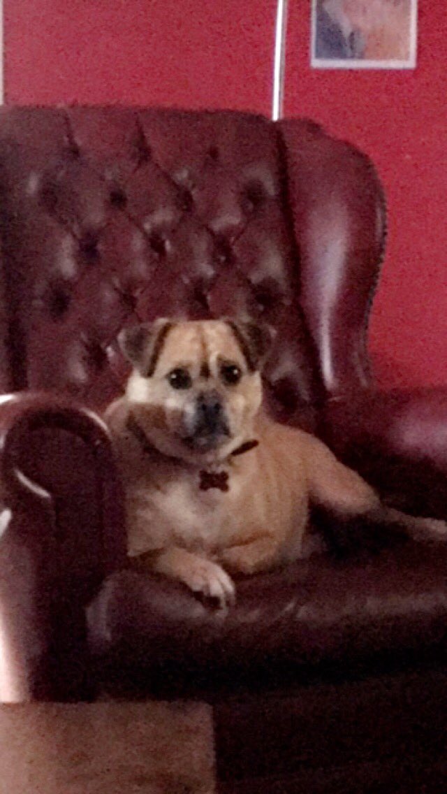 MoolayShibe's tweet photo. The all knowing shibe https://t.co/cEgPv6aGCI