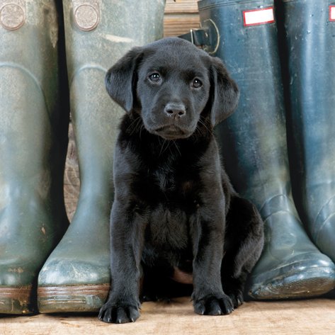 It's #NationalPuppyDay and they don't come much cuter than this little chap on a card from our @BBCCountryfile range.