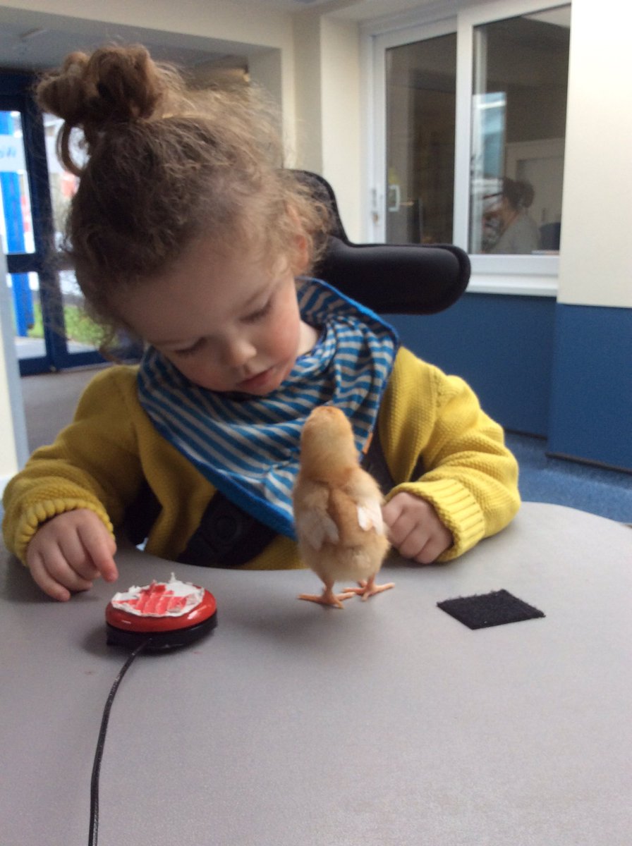 wilsonstfeed's tweet photo. #wsladybirds Saying 'hello' to the chicks and big hugs #hatchingprogramme #switchwork https://t.co/9WThzPpGlt