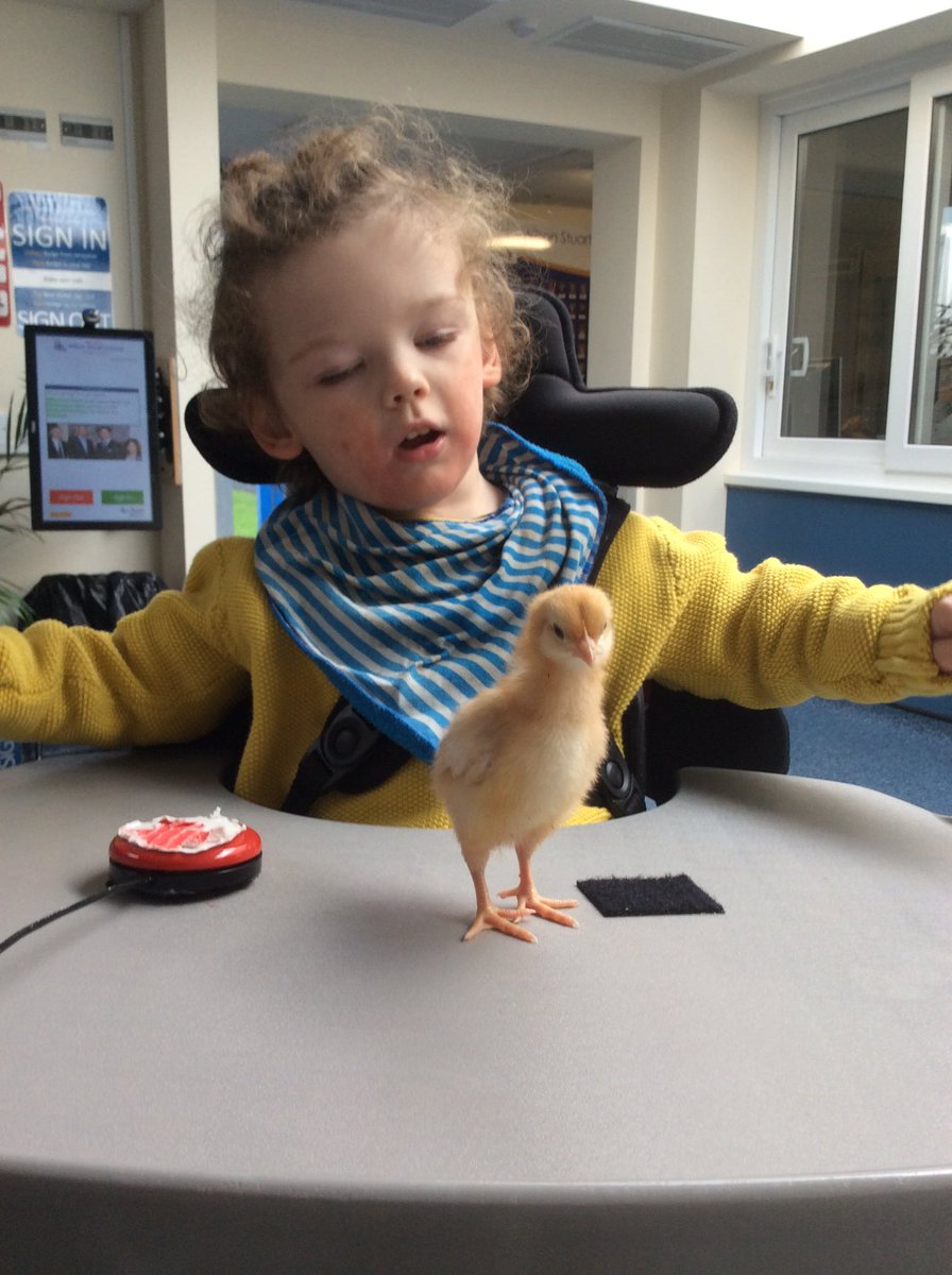 wilsonstfeed's tweet photo. #wsladybirds Saying 'hello' to the chicks and big hugs #hatchingprogramme #switchwork https://t.co/9WThzPpGlt