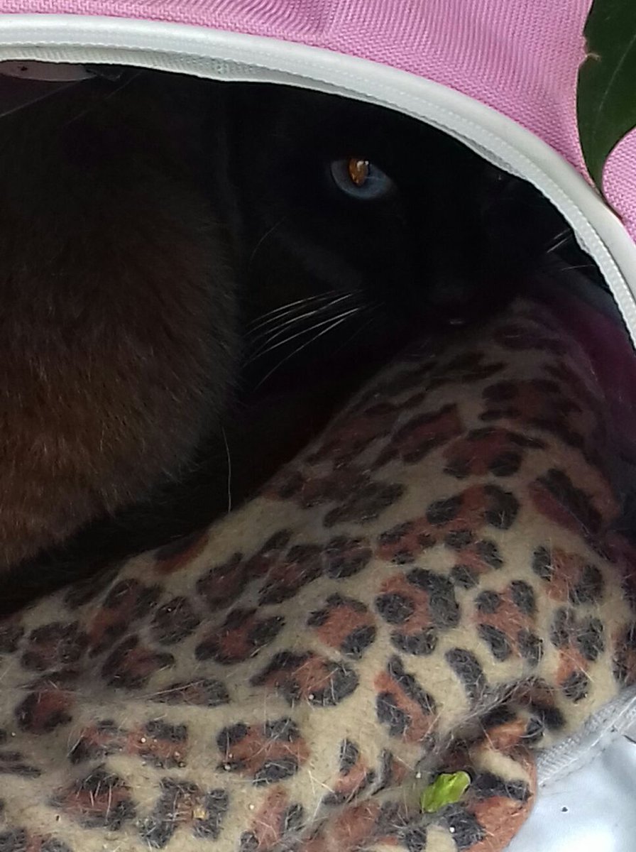 ayudaaanimales2's tweet photo. Abandonad@ en Vallecas tal cual, le falta un ojito no tienen donde meterlo por fi RT🙁 https://t.co/De0b2RVaSu