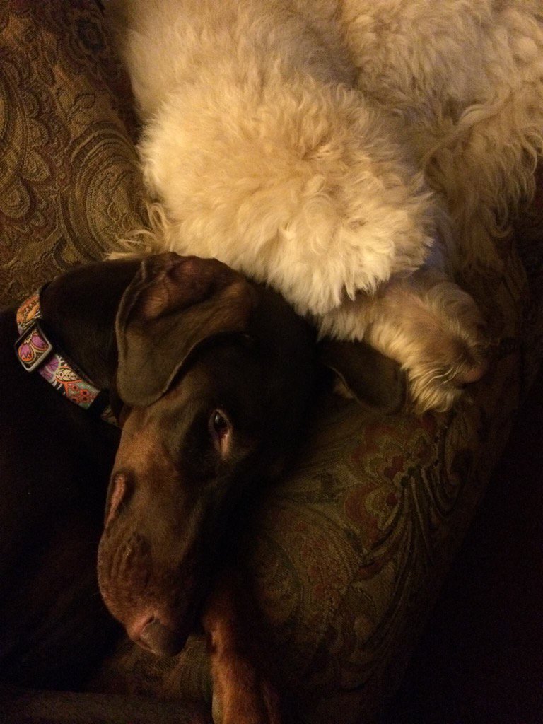 #GMWpuppy Bella and Maggie