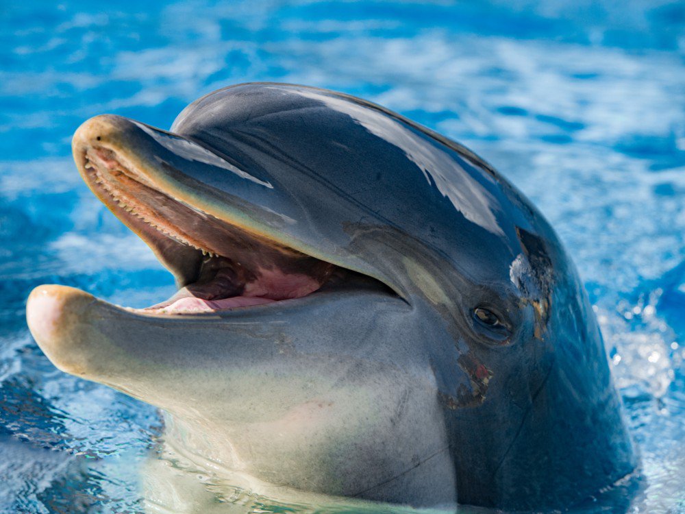muyinteresante's tweet photo. Los delfines se encuentran entre las especies más inteligentes del planeta. Curiosidades sobre ellos: 
https://t.co/NChnE1Gfb1 https://t.co/yelnZ5DtPR