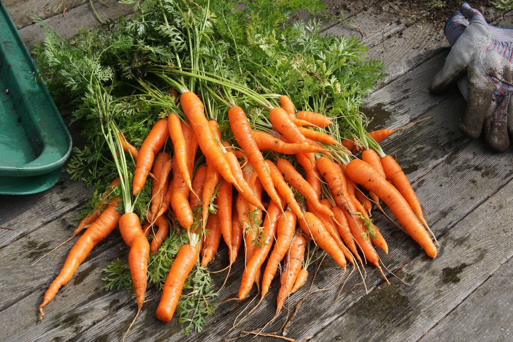 frutasolivar's tweet photo. Las #zanahorias ayudan a combatir la #celulitis. ¡Dile adiós a la grasa acumulada! https://t.co/GCBd8DszNs https://t.co/osNJy1toun