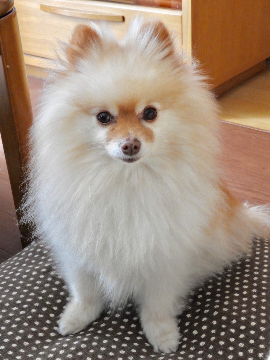 ポメラニアン さくひま 実は前の投稿からちゃんとしたカメラにしました 高画質最高 Pomeranian Dog New Camera ポメラニアン 犬 さくら ひまわり ポメラニアン さくひま 実は前の投稿からちゃんとしたカメラにしました 高画質最高 Pomeranian Dog New Camera ポメラニアン 犬 さくら ひまわり
