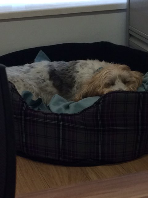 candhelectrics's tweet photo. Wilson 'on guard' again! #nevermoves #eatwalksleeprepeat https://t.co/sdSeQBpCKu