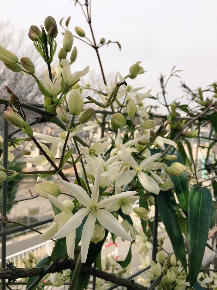 In Natural インナチュラル 今日作業に行ったお宅のアーマンディがたくさん花をつけてました たしかもう植えて5年くらい経つと思いますが 毎年たくさん咲いてくれてます 常緑で早咲きの種類で 一株でも広範囲につるが伸びます クレマチス アー In Natural インナチュラル 今日作業に行ったお宅のアーマンディがたくさん花をつけてました たしかもう植えて5年くらい経つと思いますが 毎年たくさん咲いてくれてます 常緑で早咲きの種類で 一株でも広範囲につるが伸びます クレマチス アー