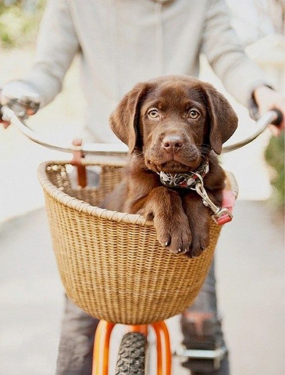 Moores_Cycles's tweet photo. #NationalPuppyDay because as cycling partners go, does it get any cuter? https://t.co/m43ohLkKc2