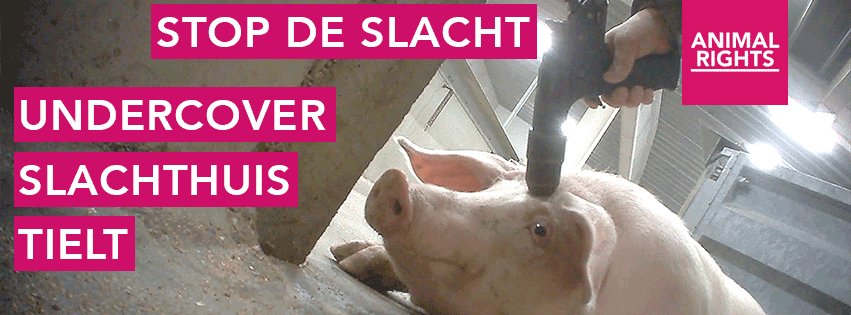 Gruwelijke dierenmishandeling in #slachthuis

Teken de petitie voor sluiting: 

animalrights.nl/sluit-het-vark…