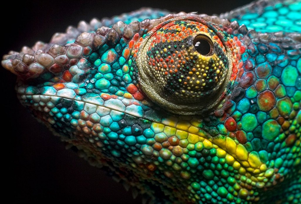 Such a colourful chameleon from Madagascar. #colours #Madagascar