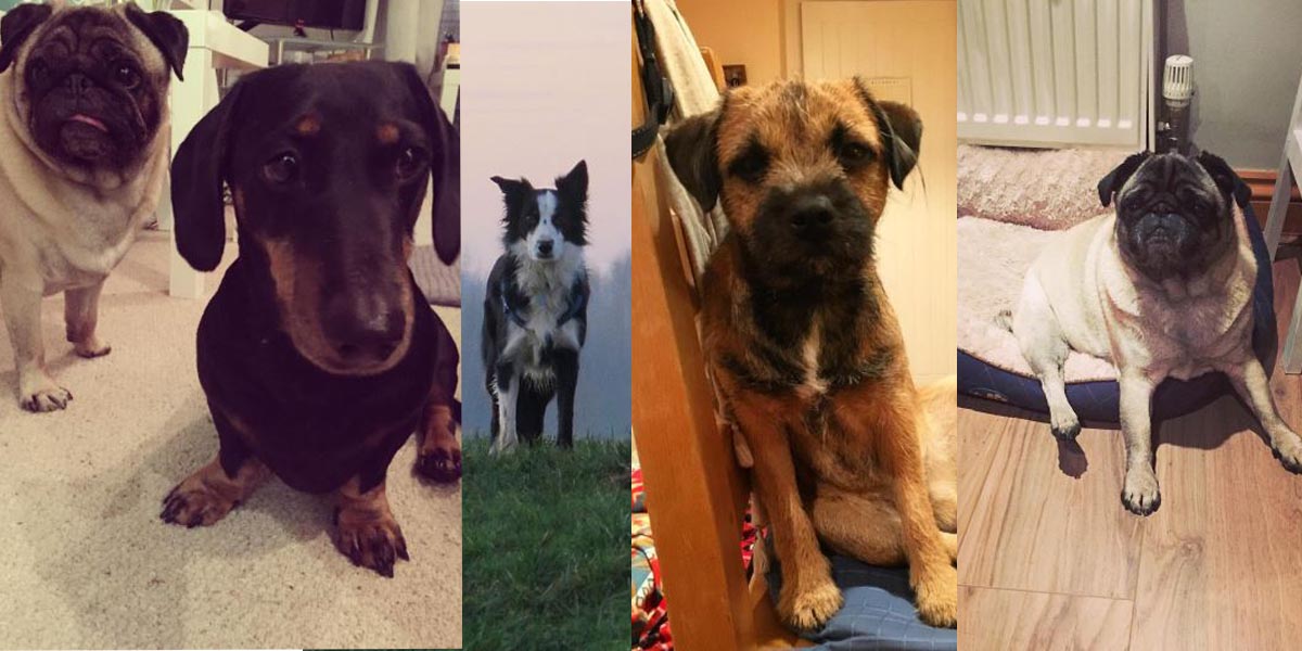 Happy #NationalPuppyDay! Here are our favourite office pooches: L-R Elvis, Max, Ash, Crilly and Wilma! #DogFriendlyOffice
