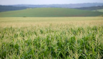 #Conservationtillage &amp; #covercrops are 2 ways farmers preserve #soil. The #GoodGrowthPlan helps them do it: www4.syngenta.com/what-we-do/the…