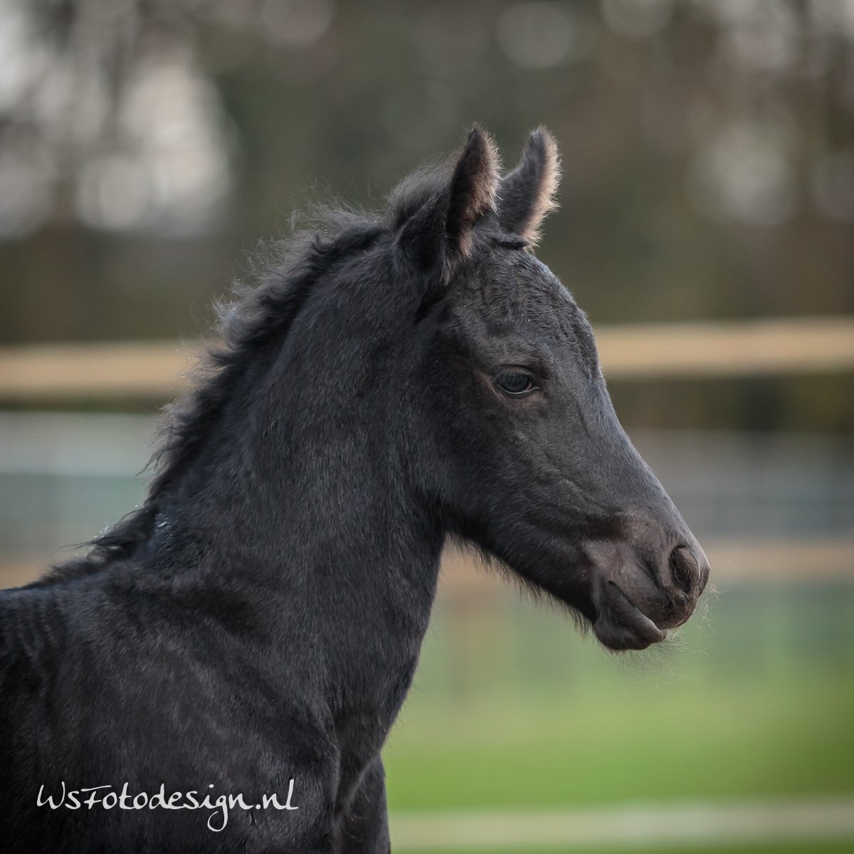 Wsfotodesign's tweet photo. Feline van Stoks (#Tsjalke X ster #Tsjerk X ster/pref.#Teake)
voor het eerst buiten. Maike is helemaal verliefd op haar #veulen https://t.co/ycGeRXiUdV