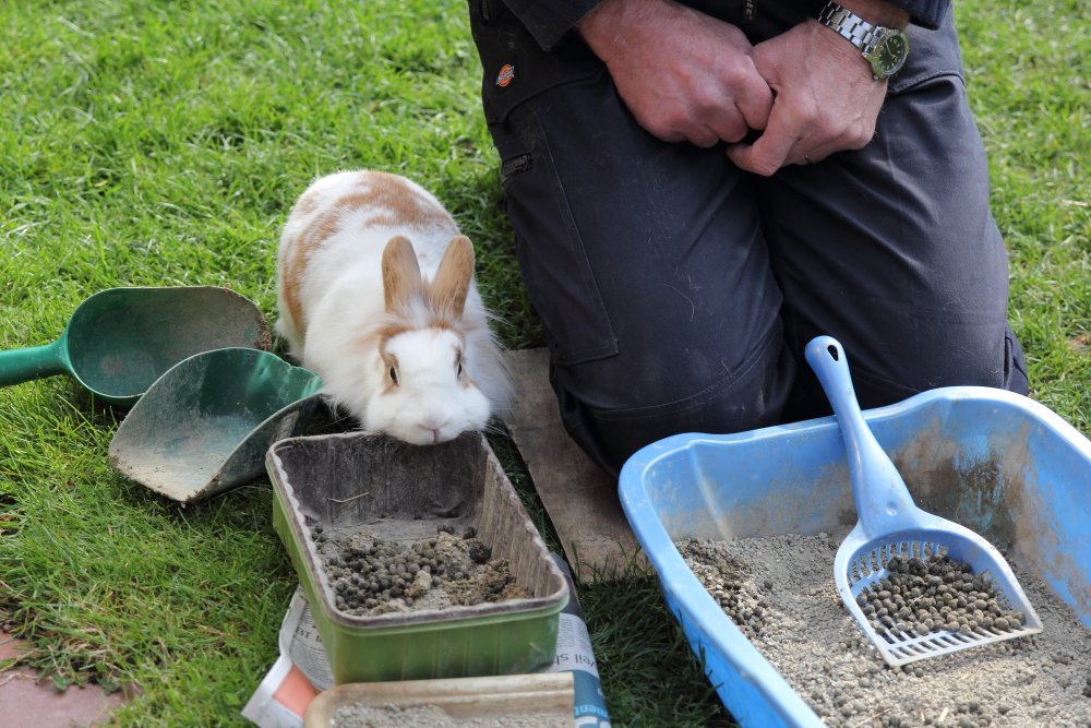Bunny_Blogs's tweet photo. Now listen here Hoodad, I'm a very particular Bunny and I'm going to supervise your cleaning of our loos. #RabbitAntics #Snatch https://t.co/bbIXRVEqDi