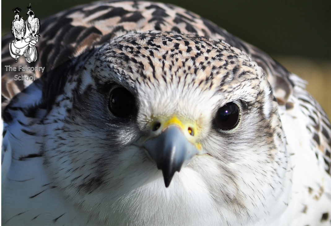 FalconrySchool's tweet photo. After all the wind and rain yesterday, at least you can rely on "Cadbury" our gyr/saker to look adorable. #birdsofprey #falcon #adorable https://t.co/kC69uV4TOl