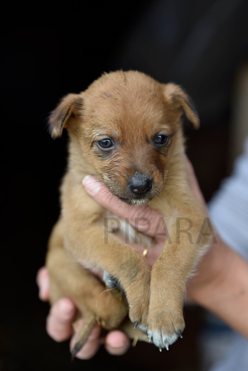 PiparaIznajar's tweet photo. ADOPCIÓN URGENTE
1 mes, son mestizos y serán de tamaño mediano
Dos machitos y tres hembritas.
INFO MD

RT para que llegue a mas! https://t.co/JMJ9deQLS5