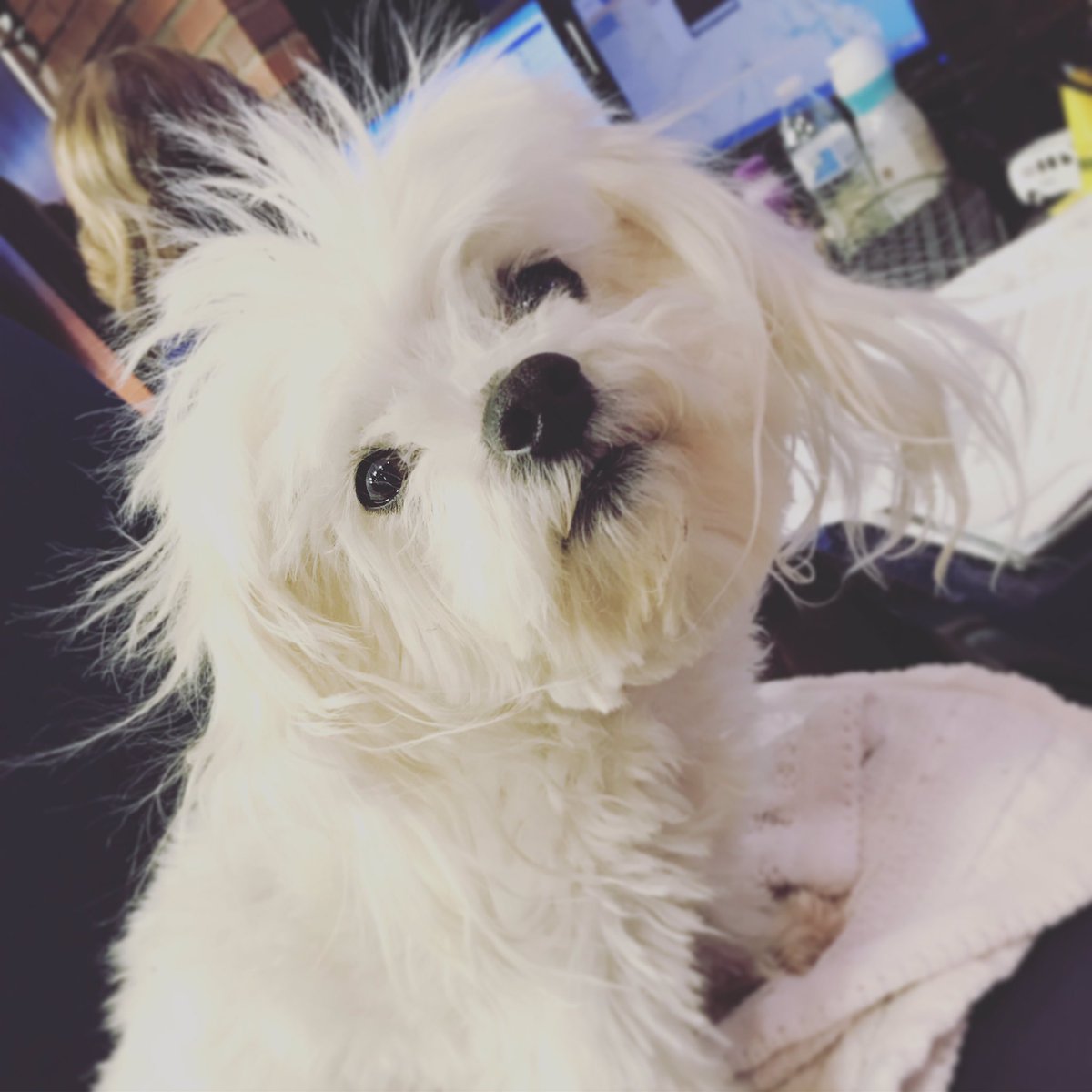 NikkiDeeRay's tweet photo. That static electricity!!!! #HairEverywhere #LowDewpoint #Dewpoint #NerdAlert #Meteorologist #weather #StaticElectricity #LouisTheWeatherDog https://t.co/nD0EWII4Zg