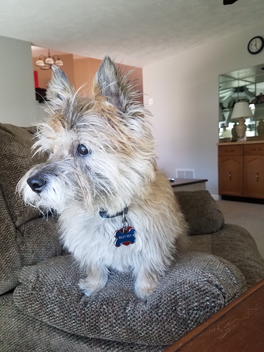 CherylM_M's tweet photo. #fox5puppy https://t.co/glXVrAouPC