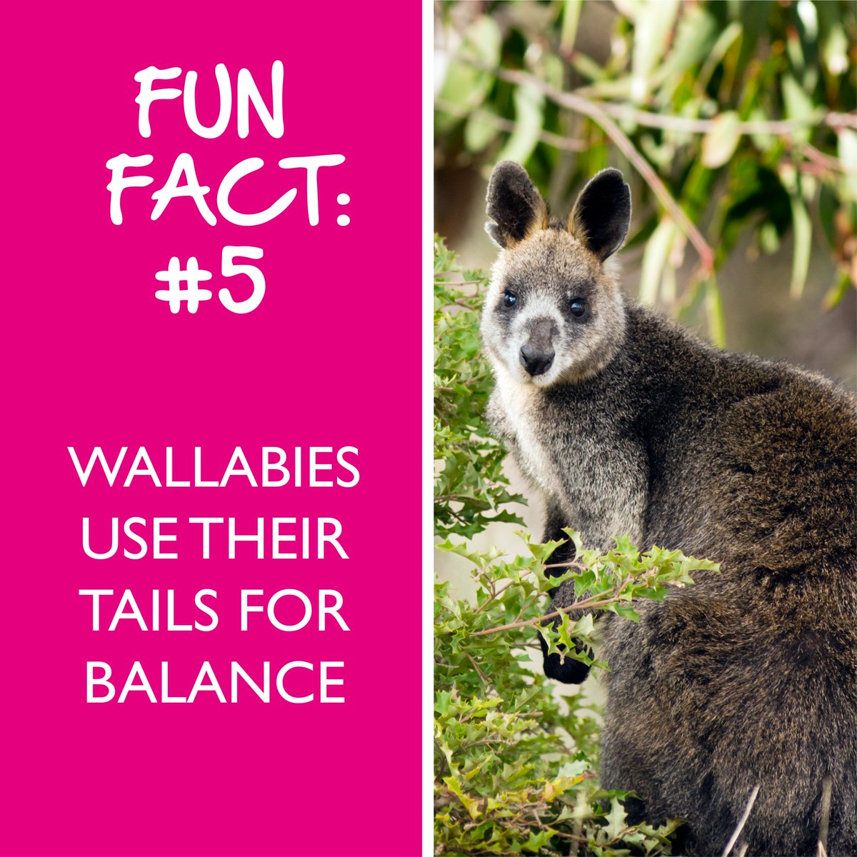 DartmoorZoo's tweet photo. #funfact5 https://t.co/M4dXdk3LJy